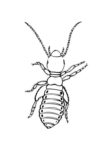 Louse Insect Coloring Page